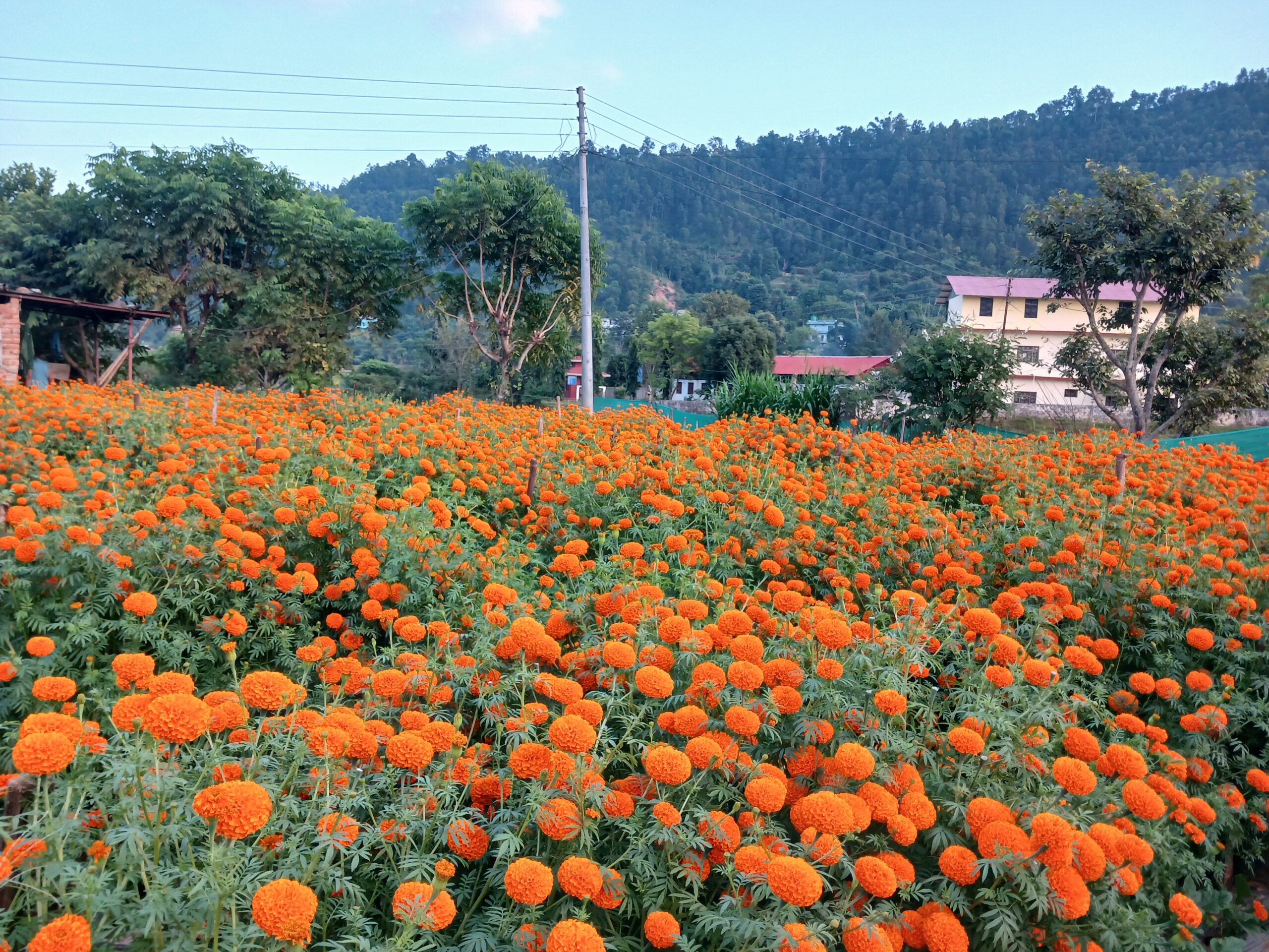 तिहारमा एउटै फार्मबाट दुई लाखको फूल बिक्री