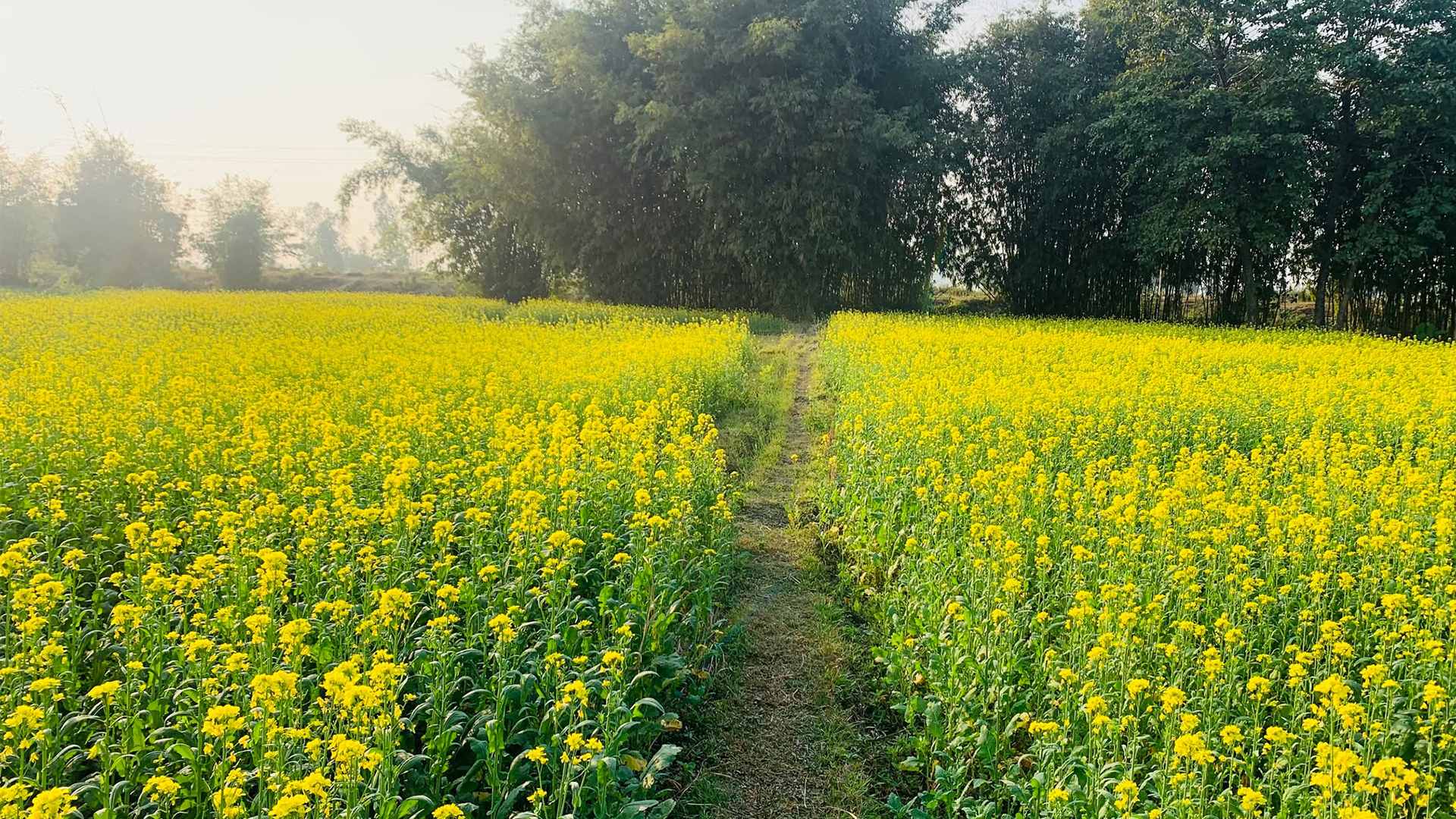 मोरङमा तोरीमा किसानको आकर्षण बढ्दो, ११ हजार हेक्टरमा खेती