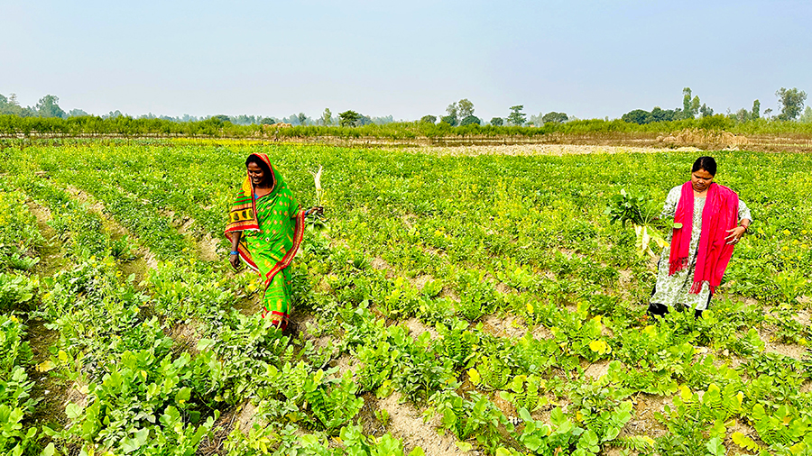 सामूहिक तरकारी खेतीमा सिसवोनीका दलित महिला