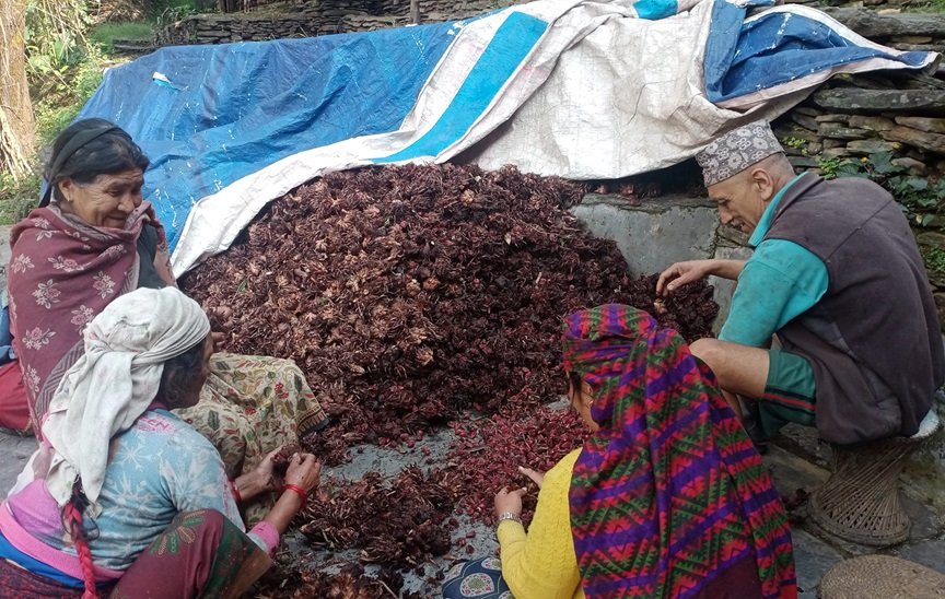 बागलुङमा अलैँची उत्पादन बढ्यो, एकै वर्षमा छ करोडको कारोबार