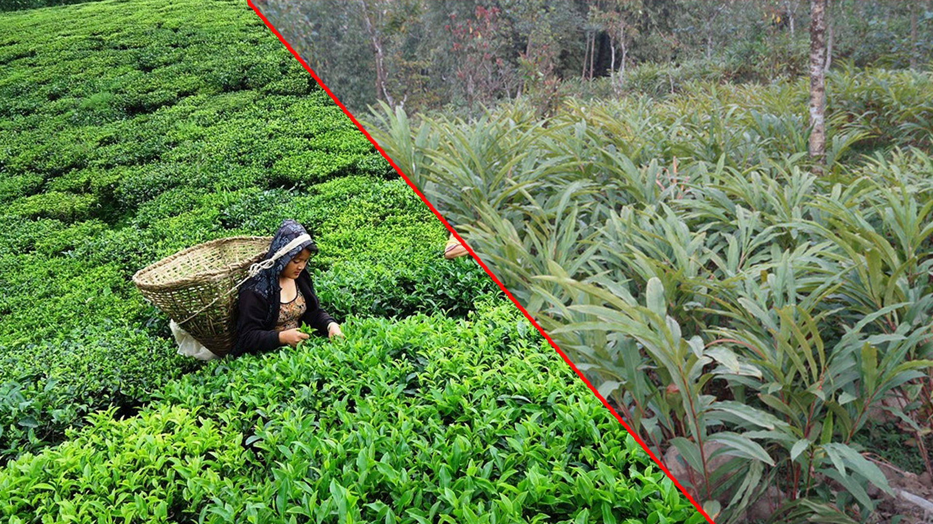 ६ महिनामा २ अर्ब ९५ करोडको चिया र ४ अर्ब ५५ करोडको अलैँची निर्यात