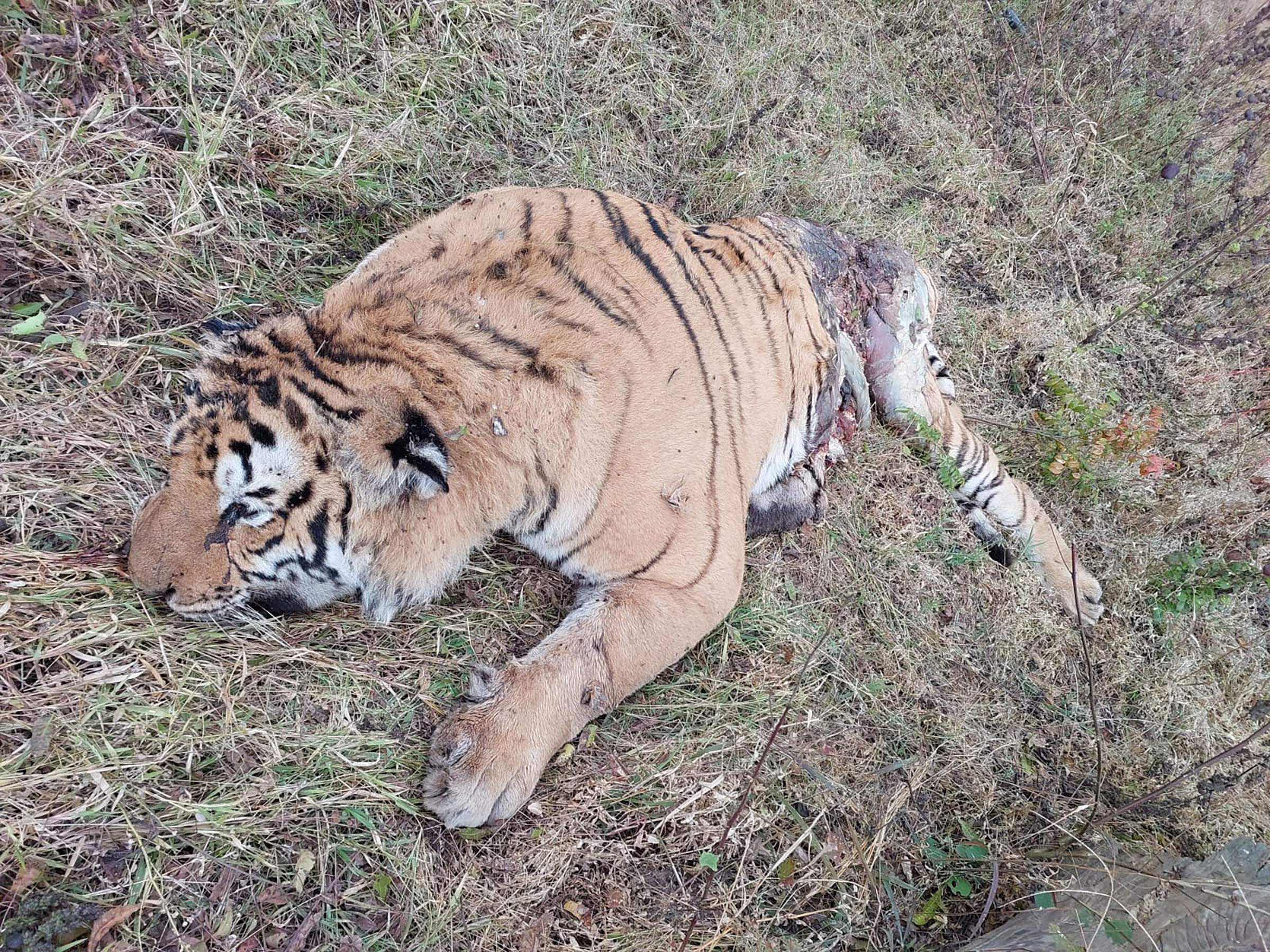 बाँकेमा पाटेबाघ मृत भेटियो