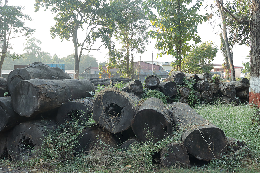 ठेक्का नलाग्दा ७ करोडको काठ वन कार्यालयमै कुहिँदै