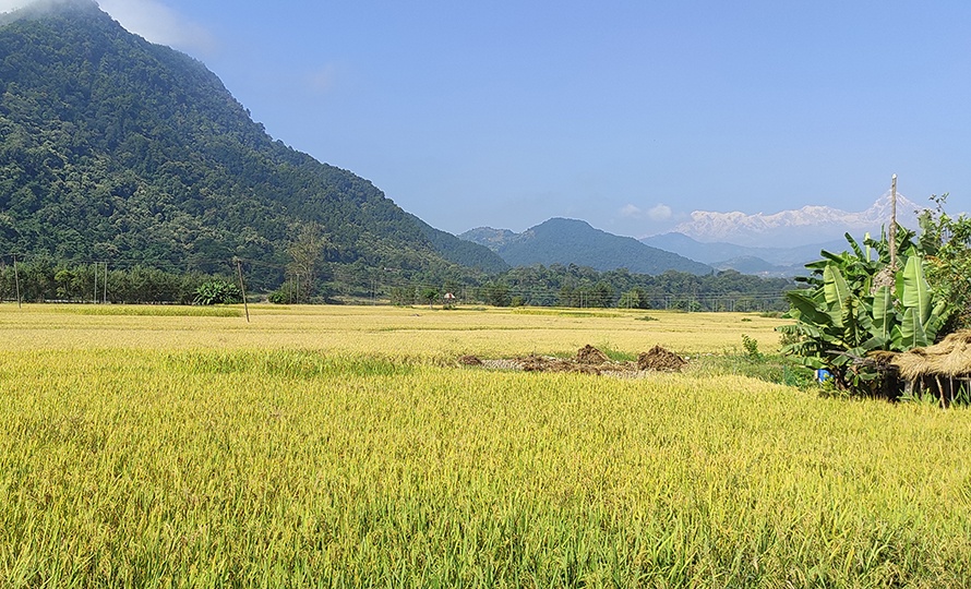 राष्ट्र बैंकको अध्ययन : कोशी प्रदेशमा घट्यो कृषि बाली क्षेत्रफल